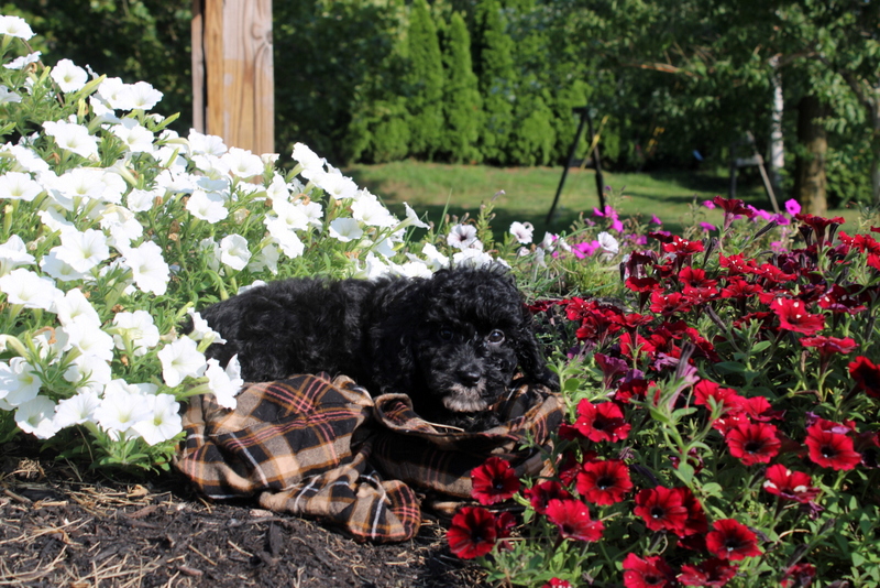 puppy, for, sale, Cavapoo, Matthew B. Stoltzfus, dog, breeder, Gap, PA, dog-breeder, puppy-for-sale, forsale, nearby, find, puppyfind, locator, puppylocator, aca